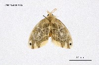 藏品(頂斑黃毒蛾)的圖片